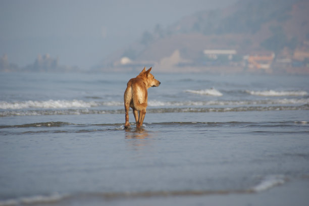 孤独的狗走开了图片下载