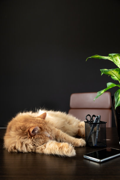 在家里办公室的桌子上睡觉的猫图片下载