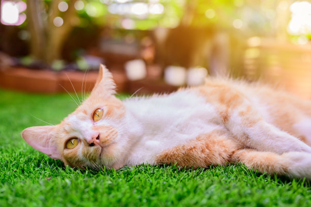 可爱的白色和棕色的猫与日落光散焦和镜头光晕背景。可爱的宠物放松在家里的花园。图片下载