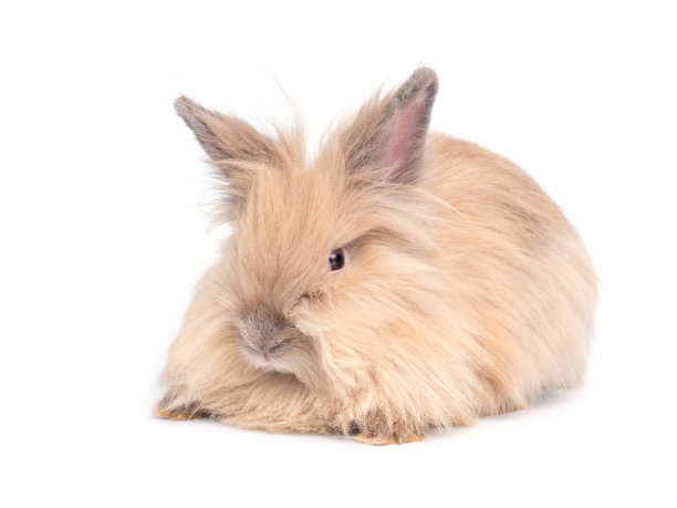 可爱的兔子图片素材ID：354258678