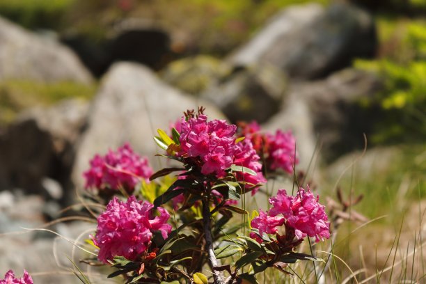 山的花图片下载