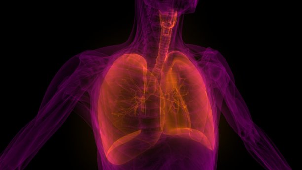 肺的3D插图概念人体呼吸系统解剖学的一部分x射线3D渲染图片下载