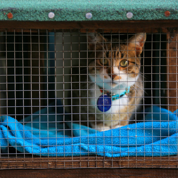 猫和Corona万岁图片下载