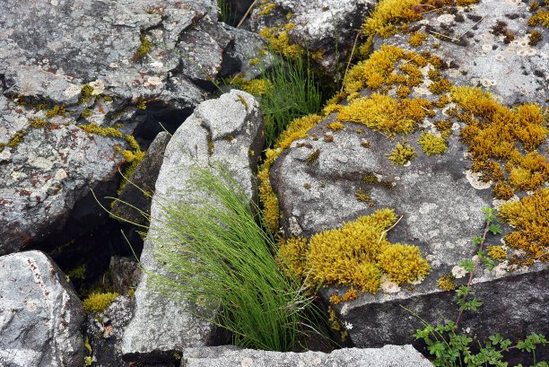 石头和苔藓图片下载