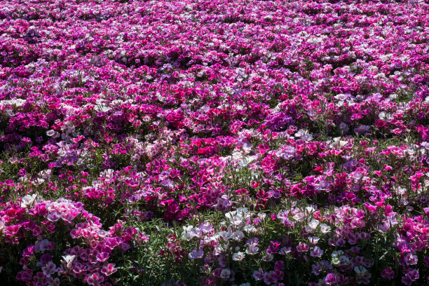 鲜艳的色彩绽放的田野图片下载