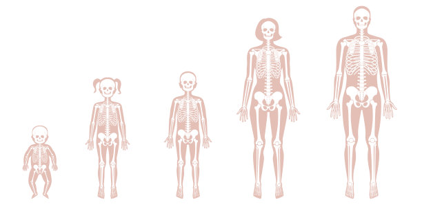 不同年龄的人类骨架图片下载