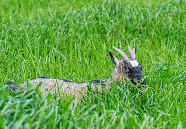 山羊在田野里吃草图片下载