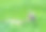 山羊在田野里吃草图片下载