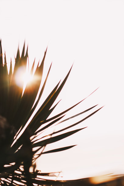 意大利花园中的丝兰。对照片和作者处理的软聚焦图片下载