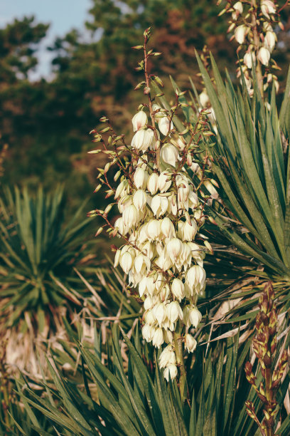 意大利花园里盛开的丝兰。对照片和作者处理的软聚焦图片下载