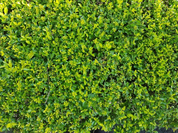 郁郁葱葱的绿叶植被格局墙背景。图片下载