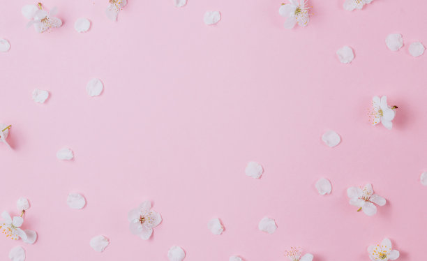 平坦的白色花瓣的果树花在粉红色的背景。春天的概念。俯视图图片下载