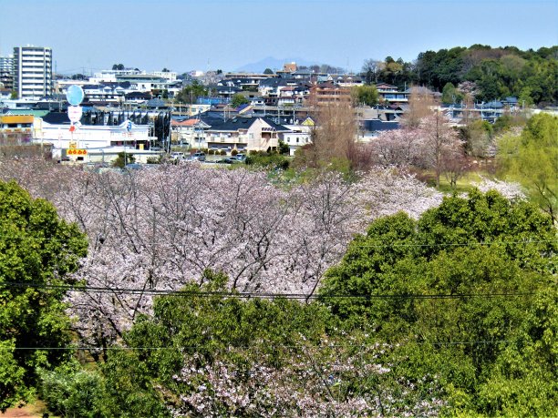 日本。3月。樱花。Teganuma湖和阿比科市的全景从邻居的山上。图片下载