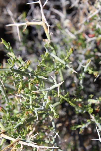 梅诺多拉脊柱 - 约书亚树 Np - 031520 A图片下载