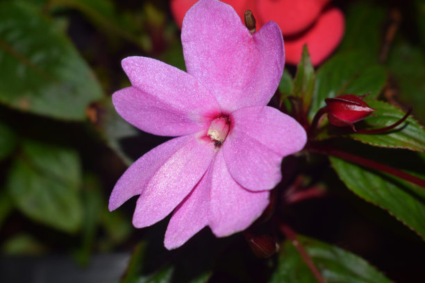 忙碌的莉齐忙碌的莉齐花图片下载