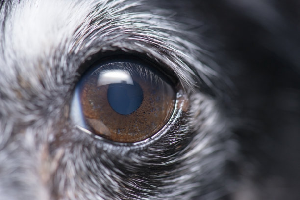 迷你猎狐犬眼图片下载