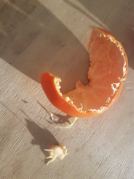 木桌上放着橘子皮图片下载