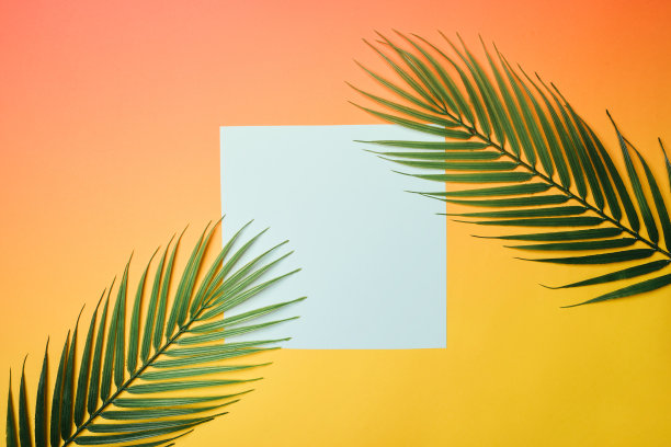 热带树叶与空白纸卡框架上的彩色背景复制空间或文字创意广告库存照片图片下载