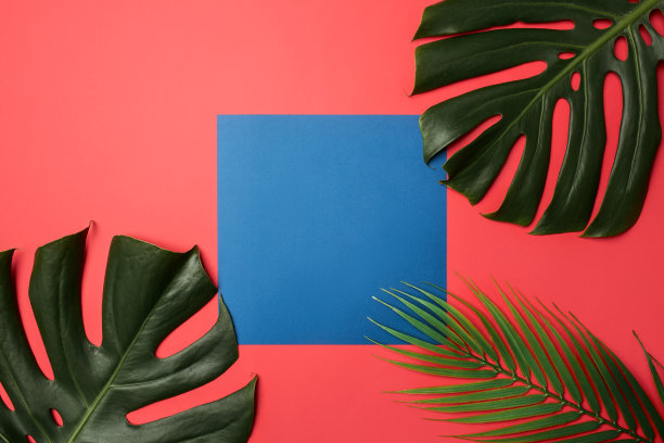 热带树叶与空白纸卡框架上的彩色背景复制空间或文字创意广告库存照片图片下载