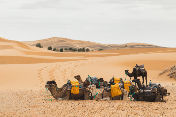 骆驼商队在摩洛哥的撒哈拉沙漠休息。背景上的沙丘。在非洲旅游。传统的阿拉伯运输。图片下载