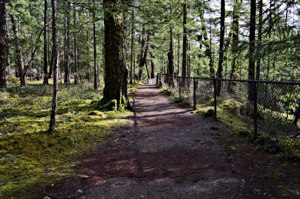 森林中的徒步小径图片下载