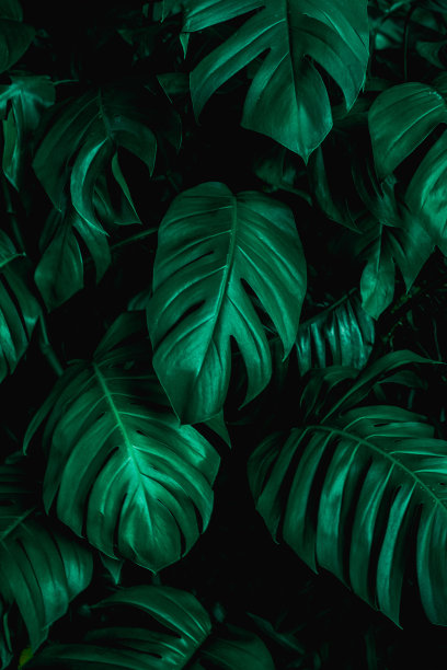 绿色怪物叶背景，热带叶，抽象的绿色叶纹理图片下载