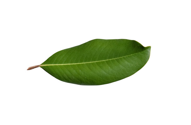 木兰叶切近图片下载