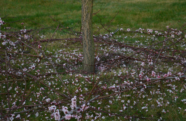 杏树剪花枝图片下载