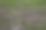 杏树剪花枝图片下载