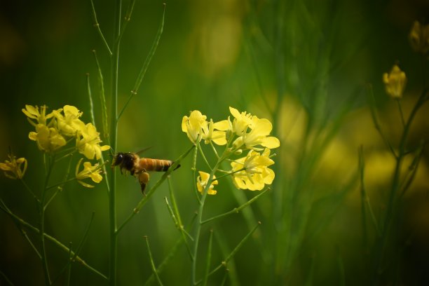 近距离观看芥末黄色的花朵盛开在田野里，一只蜜蜂正在从里面吮吸蜂蜜图片下载