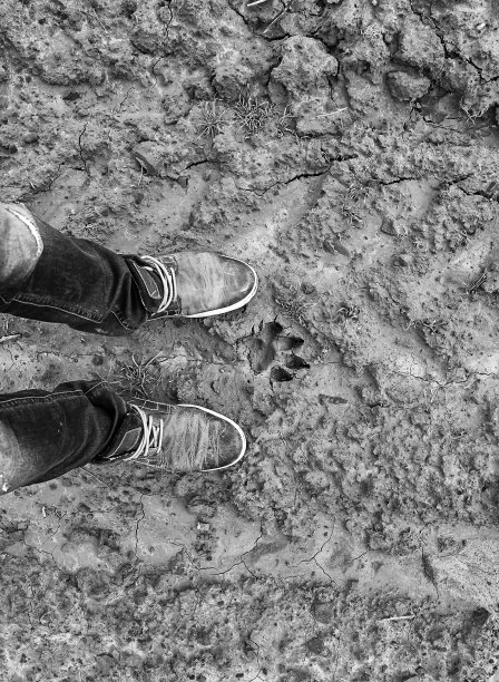 足迹狗自然图片下载