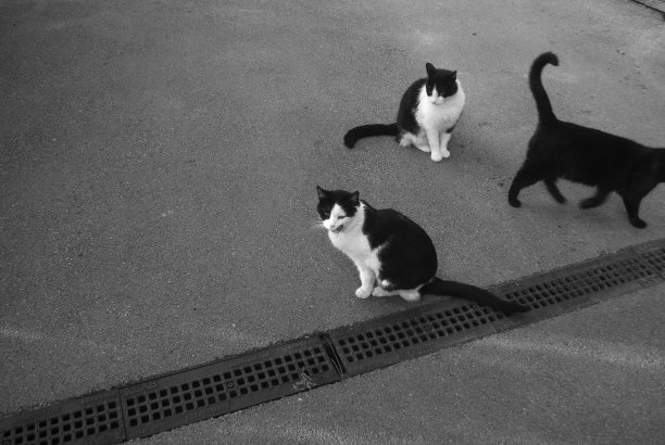 街上的猫图片下载