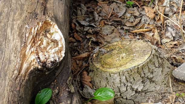 树桩在森林里，四周是秋天的落叶和春天的绿草。图片下载