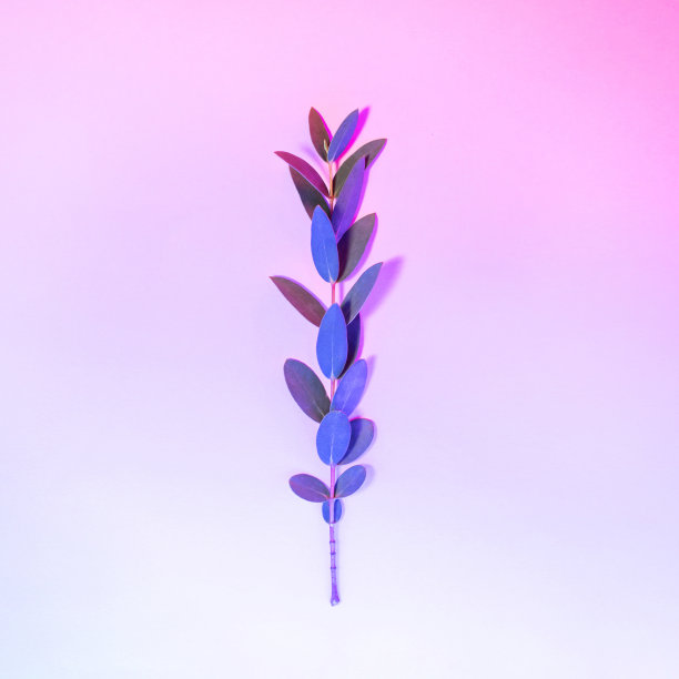 创意霓虹灯背景与树叶。多色抽象背景与花瓣闪亮的梯度。具有粉红色和蓝色鲜艳色彩的奇异的自然分枝。植物枝与美丽的背光。图片下载