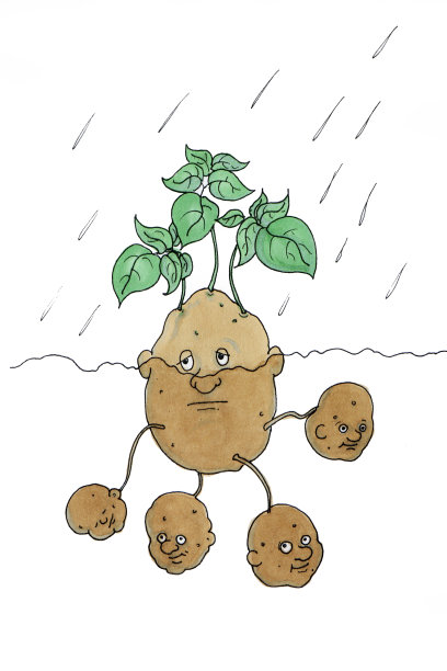 画夏天在雨中的地里种土豆图片下载