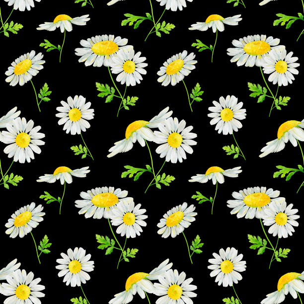 水彩手绘无缝模式与野生草甸花甘菊枝叶孤立在黑色的背景图片下载