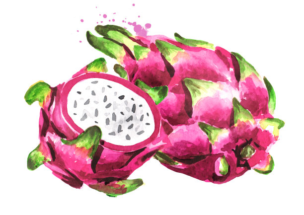 火龙果整个和切。龙的水果。手绘水彩插图孤立的白色背景图片下载