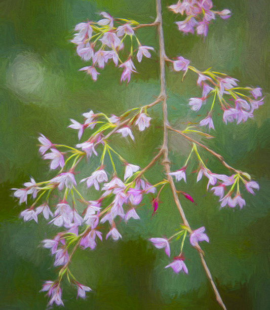 精致的樱花图片下载