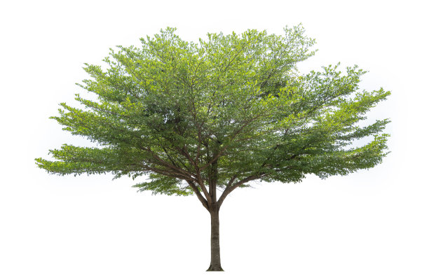 树孤立在白色背景，美丽的树孤立在白色背景，适用于建筑设计图片下载