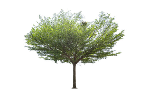 树孤立在白色背景，美丽的树孤立在白色背景，适用于建筑设计图片下载