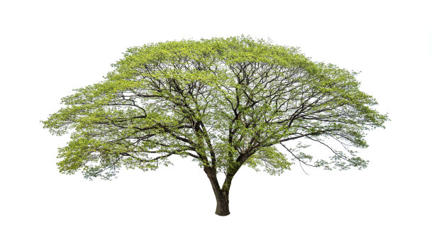 树孤立在白色背景，美丽的树孤立在白色背景，适用于建筑设计图片下载
