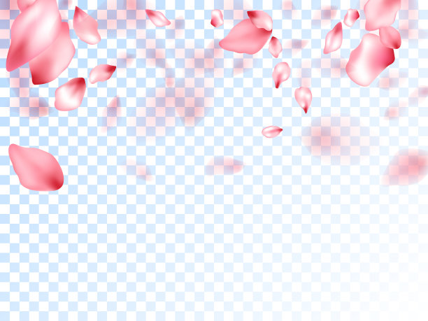 透明背景上的日本樱花花瓣。图片下载