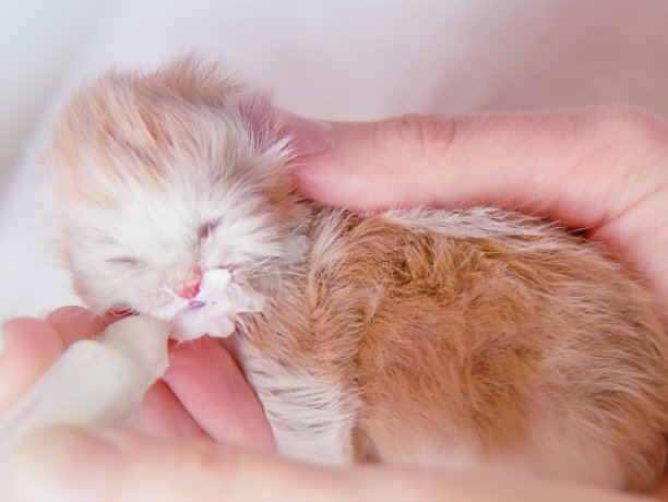 喂养新生小猫素材图片