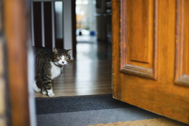 有只猫在入口门前图片下载