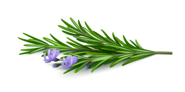 鲜嫩的迷迭香枝，花在白色背景上。图片下载