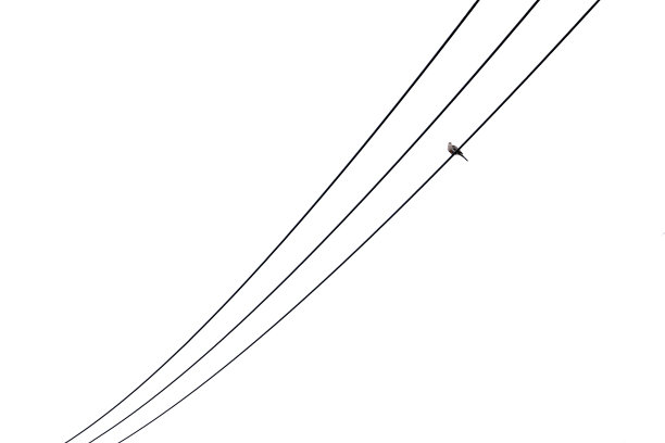 三根电源线配一只鸟图片下载