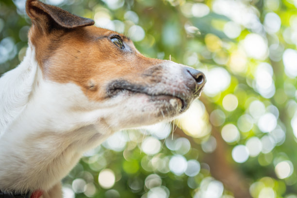 快乐快乐和顽皮的杰克罗素狗放松在夏天的室外图片下载