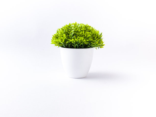 隔离的桌子植物素材素材图片