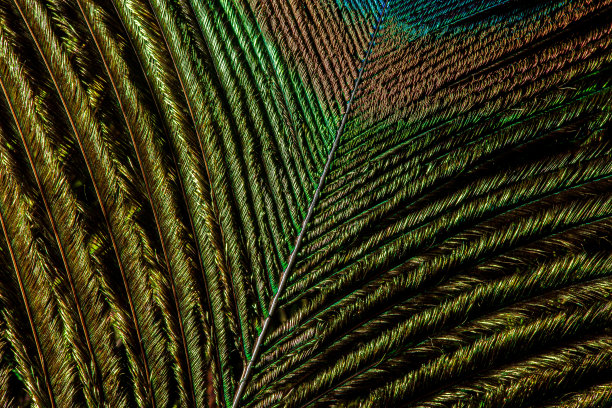 多彩而艺术的孔雀羽毛。这是一张发光孔雀羽毛排列的微距照片。图片下载