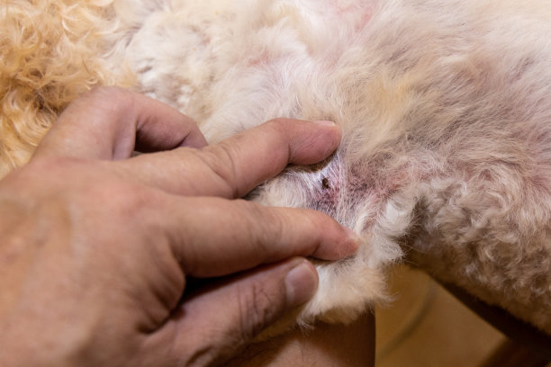 宠物狗洗澡后身上发现跳蚤蜱的特写图片下载